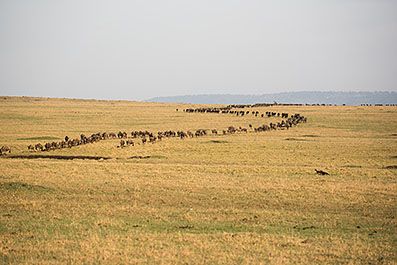 MasaiMaraD308