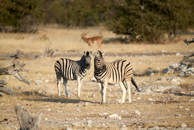 Etosha01