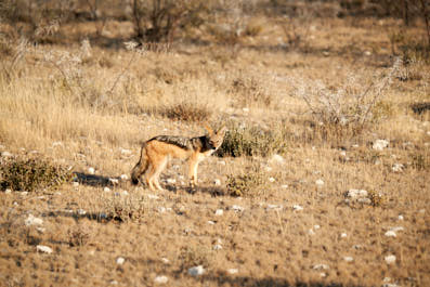 Etosha03