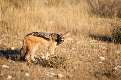 Etosha04