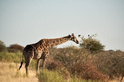 Etosha05