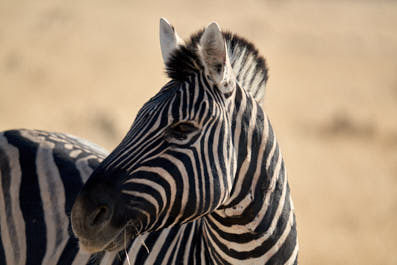 Etosha07