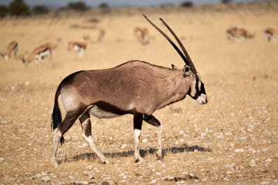 Etosha09