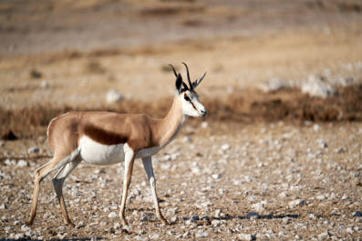 Etosha10