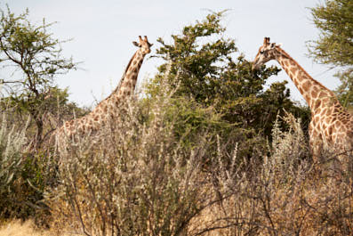 Etosha11