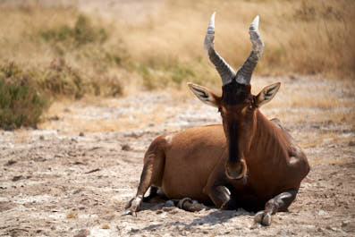 Etosha13