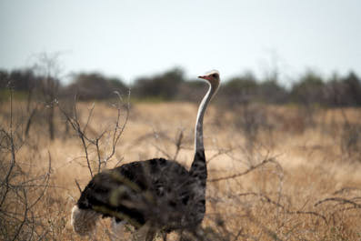 Etosha14