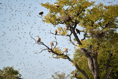 Etosha15