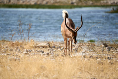 Etosha16