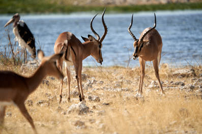 Etosha17