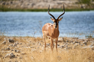 Etosha19