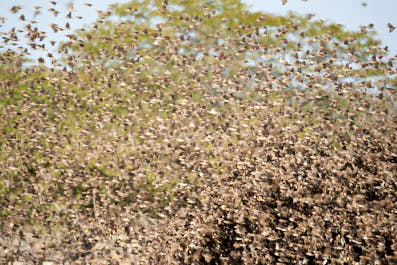 Etosha22