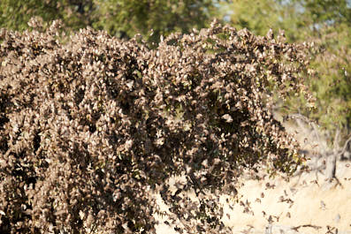 Etosha26