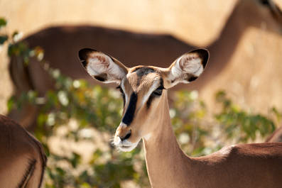 Etosha28