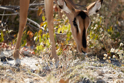 Etosha29