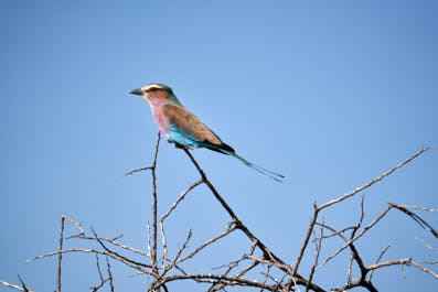 Etosha30