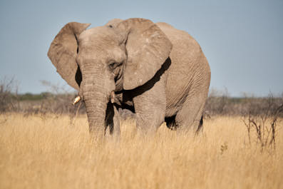 Etosha31