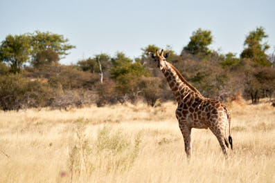 Etosha33