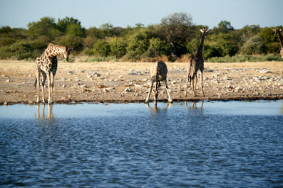 Etosha34