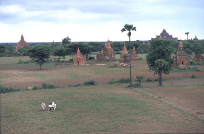 Bagan50