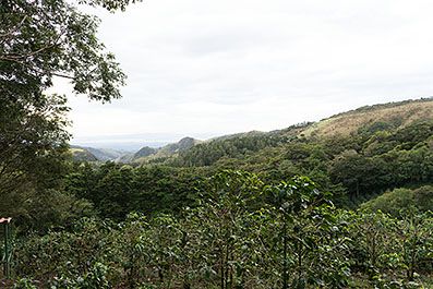 Monteverde05