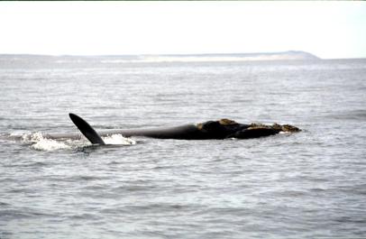 PuertoMadryn02