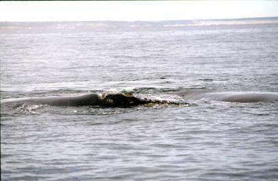 PuertoMadryn04