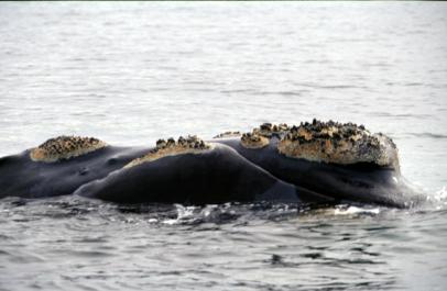 PuertoMadryn15