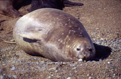 PuertoMadryn25