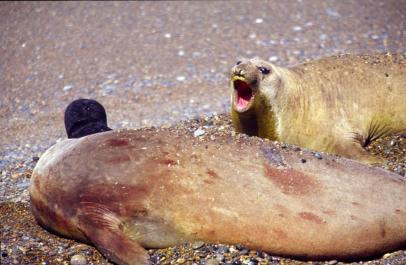 PuertoMadryn29