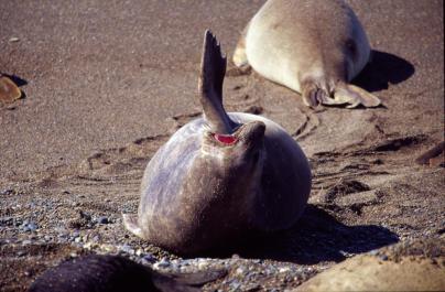 PuertoMadryn31