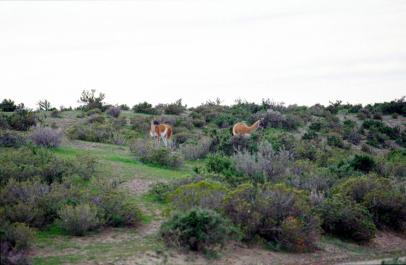 PuertoMadryn49