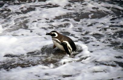 PuertoMadryn63