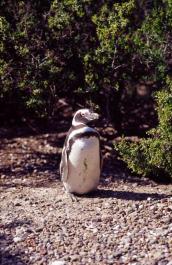 PuertoMadryn67